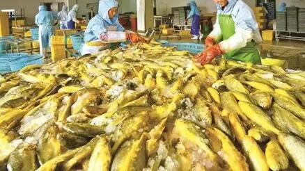福建大黃魚“游”出產(chǎn)業(yè)新變化