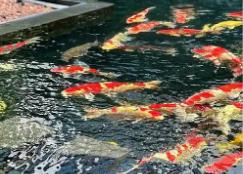 江門錦鯉“游”到歐盟 “中國錦鯉之鄉(xiāng)”實現(xiàn)出口歐盟“零”的突破