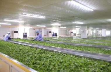 扎根產(chǎn)區(qū)，鏈接新消費：廣東茶的產(chǎn)業(yè)躍遷