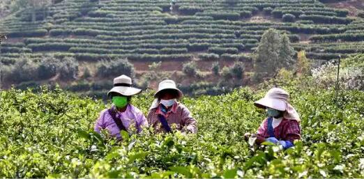 科技助推云南鳳慶縣茶果產(chǎn)業(yè)高質(zhì)量發(fā)展