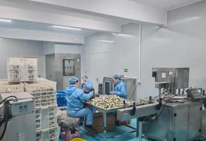 “中國白首烏之鄉(xiāng)”江蘇濱海：文化賦能“土特產(chǎn)” 打造多元消費場景