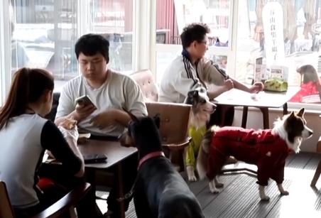 透過“科技旅拍”“電子年貨”“冰雪+寵物”解鎖春節(jié)消費(fèi)新亮點(diǎn)