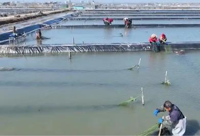 江蘇興化：水鄉(xiāng)蟹農(nóng)的共富密碼