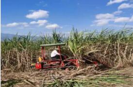 云南耿馬：一根甘蔗煉就甜蜜產(chǎn)業(yè)鏈