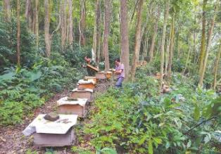 福建出臺(tái)十條措施加快林下經(jīng)濟(jì)高質(zhì)量發(fā)展