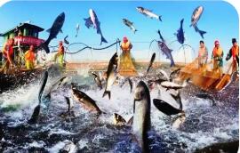 湖北淡水產(chǎn)品總量連續(xù)30年居全國(guó)第一