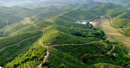 江西：去年林業(yè)總產(chǎn)值突破7500億元 穩(wěn)居全國(guó)第一方陣