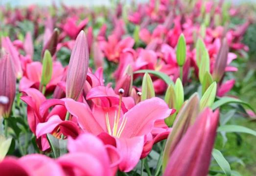 福州閩侯百合盛放引客來(lái)