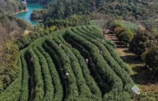 浙江武義：中國(guó)有機(jī)茶之鄉(xiāng)春茶全面開(kāi)采