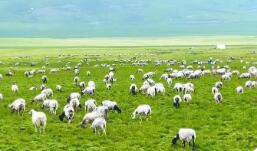 青海省海西州：讓高原特色農(nóng)畜產(chǎn)品走向“全國全球”