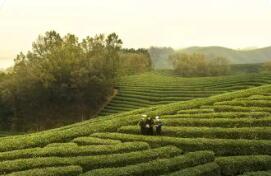 河南省首個(gè)出口茶葉“大基地”落戶信陽 豫茶出海再添新引擎