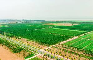 既要顏值又要?dú)赓|(zhì)！河南啟動(dòng)森林“健康計(jì)劃”