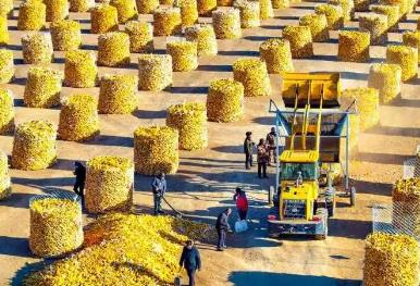 提單產(chǎn)增產(chǎn)能 內(nèi)蒙古向千億斤糧食目標(biāo)邁進(jìn)