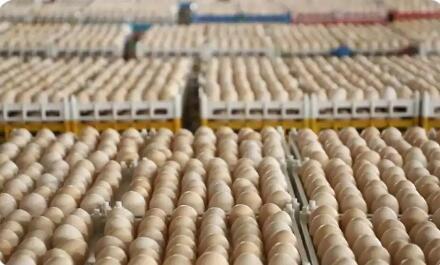 四川夾江“一枚蛋”撬動(dòng)百億級(jí)產(chǎn)業(yè)集群