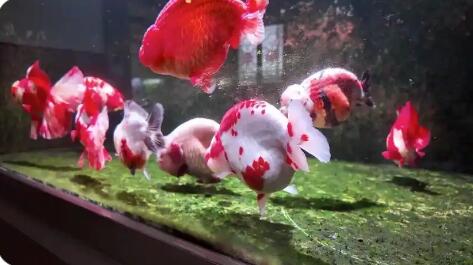 技藝革新 三產(chǎn)融合 品牌深耕  科技賦能福州金魚(yú)養(yǎng)殖產(chǎn)業(yè)提質(zhì)增效