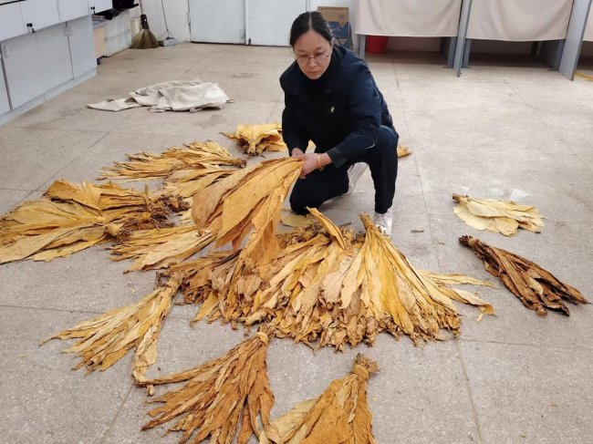 三十載深耕金葉間 匠心篤行鑄匠魂  ——記楚雄復(fù)烤廠煙葉評(píng)級(jí)高級(jí)技師聶曉靜