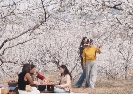 “賞花經(jīng)濟(jì)”激活新消費(fèi)場景 “農(nóng)文旅”融合讓特色產(chǎn)業(yè)成為鄉(xiāng)村振興新引擎