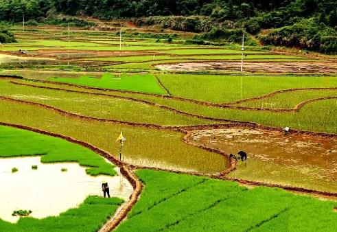 江西萬(wàn)年：貢米之鄉(xiāng)的春耕“科技范”