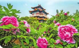 四年四更主題，洛陽牡丹文化節(jié)迭新為了什么？