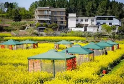 四川發(fā)布成德眉資春游線路