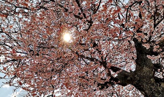 “賞花+”成春日經(jīng)濟(jì)關(guān)鍵詞 各地文旅解鎖“花式”新玩法