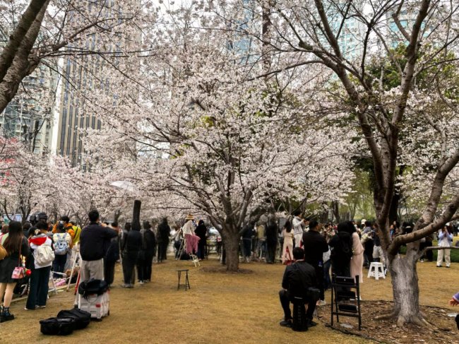 西北湖櫻雪漫江城 漢馬春風(fēng)共潮生