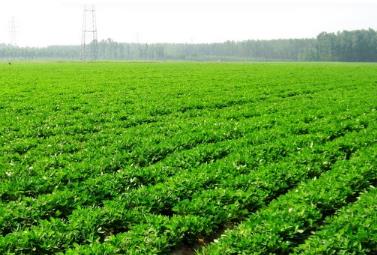 “中國花生之鄉(xiāng)”莒南 加工出口貿(mào)易量穩(wěn)居全國縣域第一