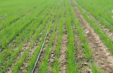 向科技要產(chǎn)能 跑好春耕“第一棒” 智慧農(nóng)業(yè)為夯實夏糧生產(chǎn)基礎(chǔ)贏得主動