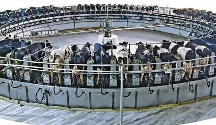 寧夏石嘴山奶產(chǎn)業(yè)再塑新優(yōu)勢(shì)