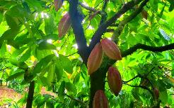 云南西雙版納全力推動可可產(chǎn)業(yè)“串珠成鏈”