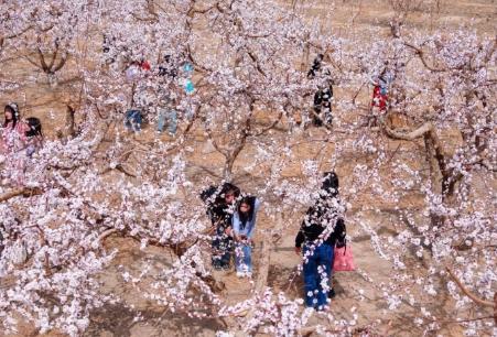 花海漫天山，藏著新疆文旅的“流量密碼”