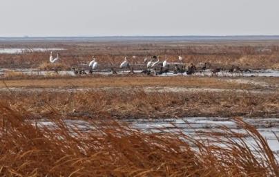首批春歸白鶴飛抵“中國白鶴之鄉(xiāng)”鎮(zhèn)賚