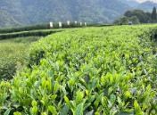 福建省發(fā)布全國首個“三茶”統(tǒng)籌標(biāo)準(zhǔn)體系