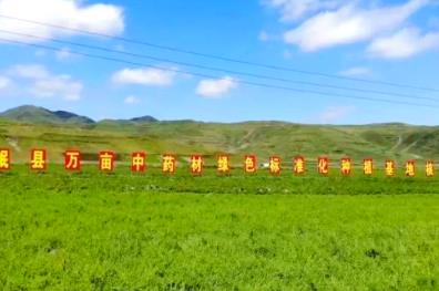 “中國當(dāng)歸之鄉(xiāng)”岷縣中藥材產(chǎn)業(yè)振興引發(fā)“歸雁效應(yīng)”