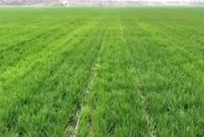 滴“智慧水”、施“營(yíng)養(yǎng)餐” 冬小麥春管盡顯“科技范兒”“智慧勁兒”