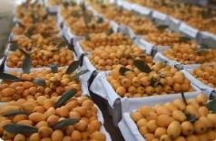 福建枇杷出口產(chǎn)季火熱開啟