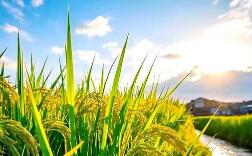 摸清“家底” 我國(guó)農(nóng)業(yè)氣候資源普查和區(qū)劃全面鋪開