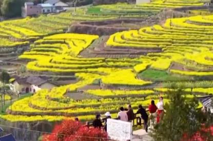 “鄉(xiāng)村美景+農家生活”沉浸式賞花引客來 村民在家門口吃上“旅游飯”