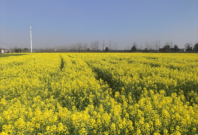 從花田到心田 中國(guó)人壽為“春日經(jīng)濟(jì)”護(hù)航添彩