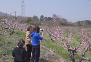 “春賞花、夏采果”農(nóng)旅互促模式構(gòu)建新生態(tài) 鄉(xiāng)村振興“新”圖景正漸次展開(kāi)