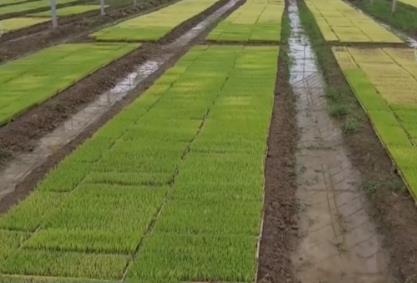 科技加持讓春耕春管奏響“交響曲” 現(xiàn)代農(nóng)業(yè)向新向優(yōu)為好“豐”景筑牢根基