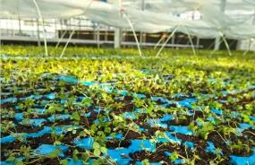 全鏈發(fā)展“土特產(chǎn)富” 浙江已建成136條超十億元全產(chǎn)業(yè)鏈