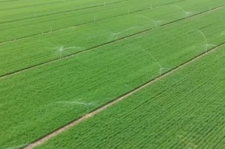 我國主產(chǎn)區(qū)小麥苗情長勢向好