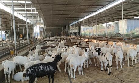 “一只羊”“一捧土”“一顆柿” 看縣域經(jīng)濟(jì)如何在細(xì)分賽道上追求極致