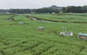 無人機(jī)25分鐘巡檢400畝農(nóng)田　四川樂至“帥府糧倉”藏著“智慧大腦”