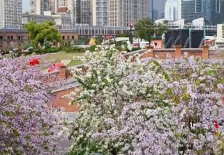 “閩式春天”春意濃！清明假期福建文旅市場(chǎng)持續(xù)升溫