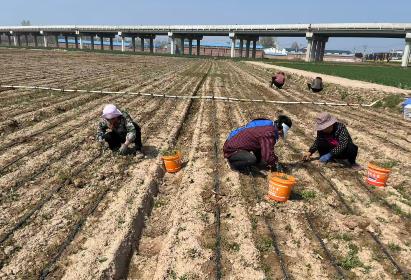 河南新鄉(xiāng)縣：特色產業(yè)鋪就富民路