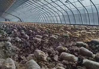 2026年黑龍江省果蔬菌產(chǎn)量力爭突破1100萬噸