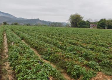 廣東實現(xiàn)馬鈴薯脫毒原種大田規(guī)模化擴(kuò)繁